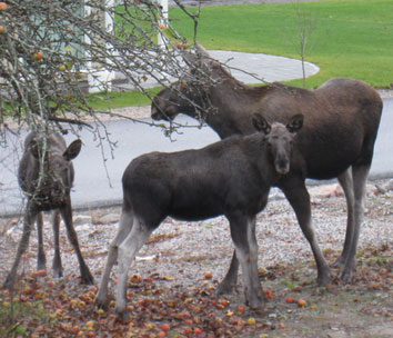 R&aring;djur som &auml;ter v&aring;ra &auml;pplen fotade fr&aring;n v&aring;rt vardagsrumsf&ouml;nster.